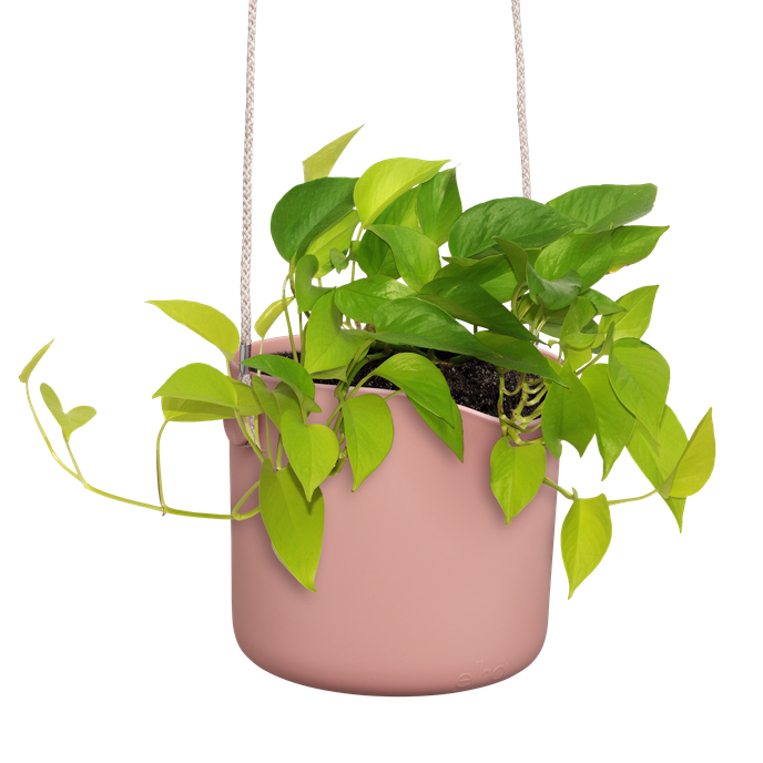 b.for swing 18cm rose poudré